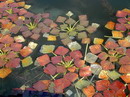 primrose-willow, water-purslane